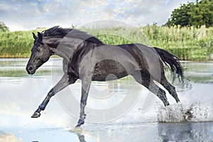 Black horse running