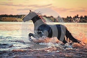 Negro un caballo correr en el agua sobre el atardecer 