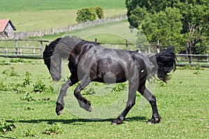 Black horse runs gallop