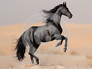 Black horse runs gallop on sand in the desert