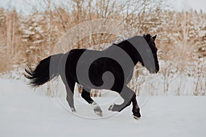 Black horse runs gallop in winter on the white snow in forest