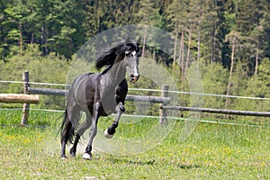 A black horse runs in the paddock on pasture