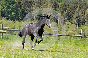 A black horse runs in the paddock on pasture