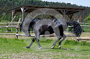 A black horse runs in the paddock on pasture