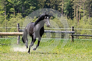 A black horse runs in the paddock on pasture
