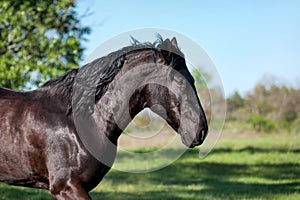 The black horse runs trot against a blurred background of green field.