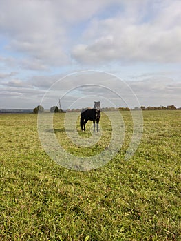 A black horse in a Russian field.