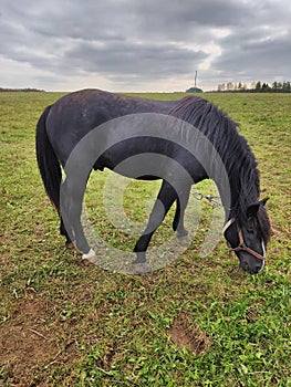 A black horse in a Russian field.