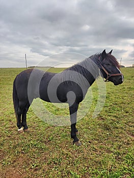 A black horse in a Russian field.