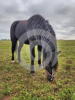 A black horse in a Russian field.