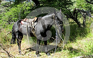 Black horse with saddle in the forest