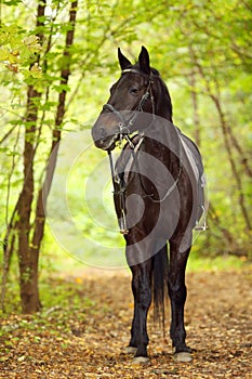 Black horse with saddle and harness stands in photo
