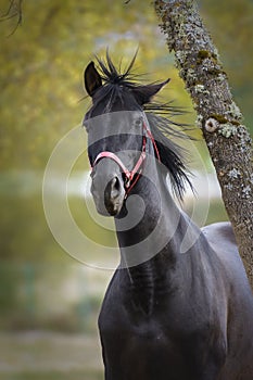 Black horse shaking its mane