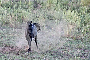 Black horse shaking off after a dust bath, grass and thistle pasture, Eastern Washington State, USA