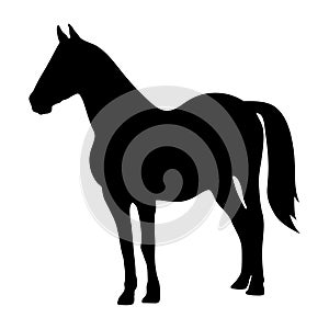 The black horse silhouette on white background