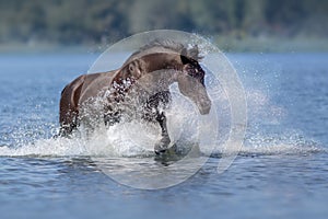 Black horse in splash of water