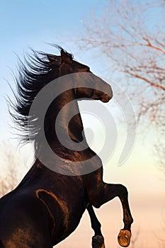 Black horse stallion rearing up