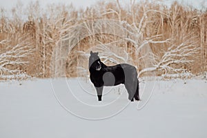 Black horse stand in winter on the white snow in forest