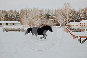 Black horse stand in winter on the white snow in forest