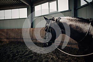 Black horse standing in the dark manege