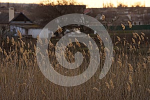 A black horse stands in a paddock against the backdrop of a stable on an autumn evening.