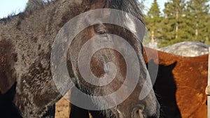 A black horse stands in the paddock against the background of green trees