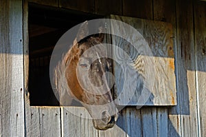 Black horse stares out of his barn window.