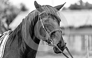 Black horse steed stallion photo