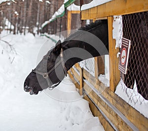 black horse stuck his head over the fence to be fed. Breeding horses