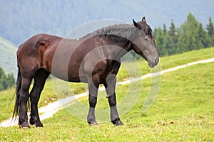 Black Horse stud