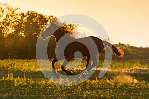 Black horse at sunset light