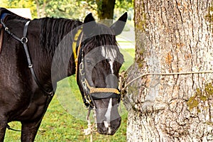 black horse tied to a tree