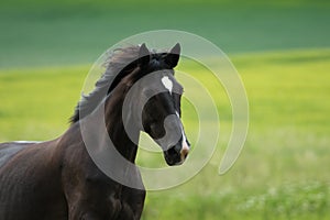 Black horse trots in a paddock