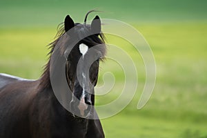 Black horse trots in a paddock