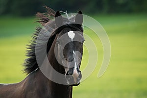 Black horse trots in a paddock