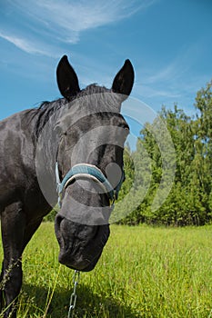 The black horse turns and looks at the camera against the background of the sky and meadows