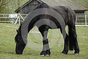 Black horse with very long hair, well groomed