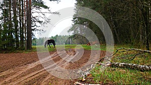 A black horse walks on the field, eats grass.