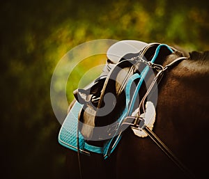 A black horse weared with sporty equipment, such as a saddle, stirrups, and a breastplate. The equestrian sports and horseback