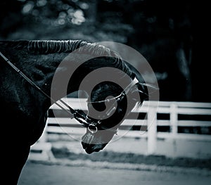A black horse wearing a bridle, bowing its head in the twilight of a summer evening. The equestrian sports