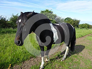 Black horse with white back passing camera