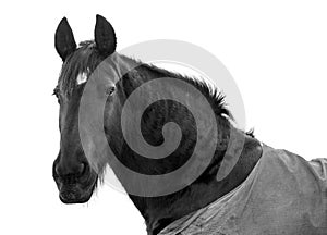 Black horse on white background