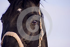 Black horse with a white blaze standing