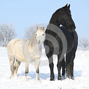 Black horse and white pony together