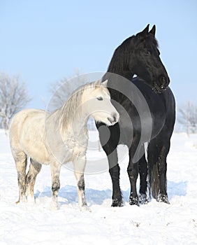 Black horse and white pony together