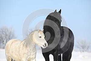 Black horse and white pony together
