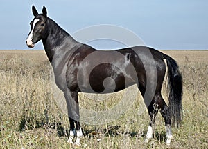 Black horse with a white spot in the field