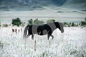 Black horse in white steppe