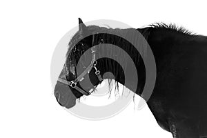 Black horse and winter landscape in Dolomite Mountains