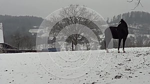 Black horse in winter standing alone in snowy meadow